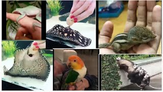 Cute Baby Animals Videos Compilation l Cute Moment Of The Animals l Classy Animals Videos 😃 #10