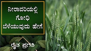 ನೈಸರ್ಗಿಕ ಕೃಷಿ | ನೀರಾವರಿಯಲ್ಲಿ ಗೋಧಿ ಬೆಳೆಯುವುದು ಹೇಗೆ? | EP –24 | Natural Farming | Raitha Pragathi