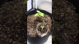 First Ever Grow \u0026 Channel!!! GG#4 Grow by @Herbiesseeds420 (Read Description)