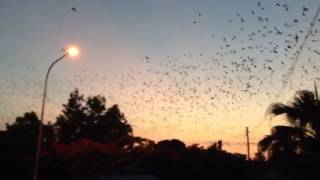 Bats over Sandgate