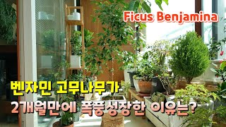 벤자민 고무나무 2개월 만에 폭풍 성장한 결정적 이유는? Ficus Benjamina