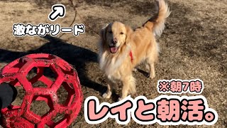 「５０m」リードとおもちゃを持って愛犬と公園に行った結果...