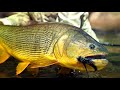 tsimane 3x fly fishing for golden dorado in bolivia