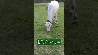 గోమాత#గోవు#మహిమ #cowvideos #beautifulanimal #ongolecow