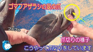 【アザラシ】ゴマフアザラシの爪切りの様子(^^)/　　（伊勢シーパラダイス）