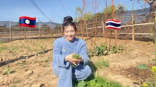 #วันนี้เก็บผักไปกีนกับก้อยปลา😋🥬#วิถีชีวิต #สาวลาว 🇱🇦10 มกราคม ค.ศ. 2024