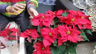 내년 봄까지 예쁘게 감상할 수 있는 포인세티아(Poinsettia)의 재배, 관리, 번식 방법 - 원예사랑