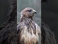 A wet Hawk! Que Hermoso😍#nature #hawk #shorts #amazing #crazy #loco #naturaleza #youtubeshorts #love