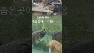 마당냥이 간식시간~야 옹