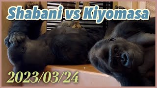 Shabani and Kiyomasa take a nap together 〜 2023/03/24 🦍 シャバーニとキヨマサが仲良くお昼寝？