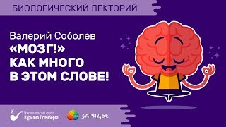 Биолекторий | Мозг! Как много в этом слове – Валерий Соболев