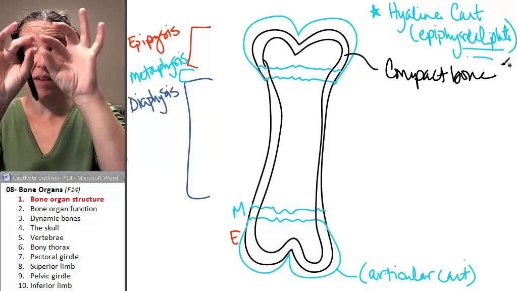 Bone Organs 1 Bone Structure Youtube