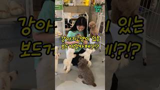 강아지고양이 있는 보드게임카페!?!?[[플레이독스]]