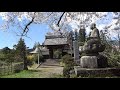 20200405_ 4k 高森町松源寺の桜満開！ 長野県高森町）