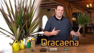 Tips voor de verzorging van je Dracaena (Drakenbloekboom)