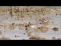 4k ウズラシギ（1）旅鳥（石垣島と与那国島） sharp tailed sandpiper wild bird 野鳥 動画図鑑