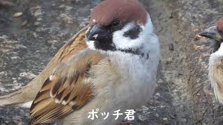 餌を貰いに来るすずめ達 20210127 2（天満宮）