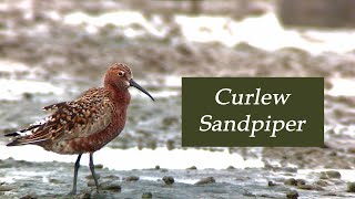 Curlew Sandpiper in breeding plumage | 🇮🇳