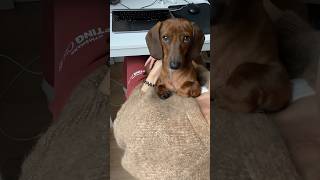 Mini dachshund is sticking with you #velcrodog