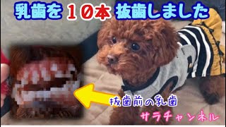 【犬の乳歯遺残】乳歯を10本抜きました。抜く前の画像あり トイプードルのサラ Dog has extracted milk teeth