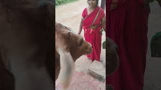 lalach dene se bhi dir ni jaati 😘 Chandani #animals #calflove #calfvideo #gaumata #gauseva