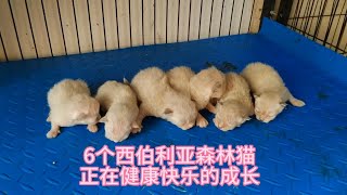 西森猫妈妈虽然抑郁了，但6个西伯利亚森林猫宝宝正在健康快乐成长