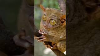 PRIVATE GUIDE WORLD :: Mysterious World of Tarsiers in the Philippines