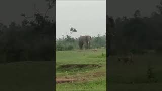elephant vs dog #elephant #nature #elephantattack #wildelephant #forest #animal #status #wildlife