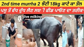 #2nd time murrha 18kg ਕਾਟੇ ਕਾ ਤੌਲ#