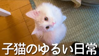 子猫の休日の過ごし方があまりにも理想的すぎる【ぽしゃっけ、】