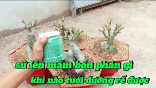 sứ lên mầm bón phân gì - khi nào tưới dưỡng rể cho cây sứ được