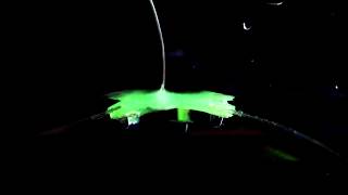 Manta ray inspired soft robotic fish (tethered)