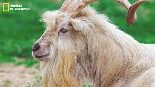 Kiko Goat: The horns of old goats are more than 1 meter