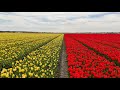 Walking around tulip fields in Lisse 🌷 | The Netherlands 4K (2021)