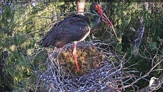 LDF Melnais stārķis~Tim lapse  nest material /18 deliveries~ 6:15 AM 2019/05/01