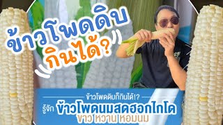 รีวิว กินข้าวโพดดิบ ข้าวโพดหวาน พันธุ์ฮอกไกโด