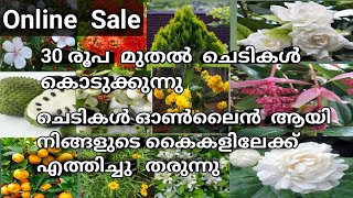 Sale🥰 പലതരം   ചെടികളും   fruits പ്ലാന്റ്സിന്റെ തൈകളും  അതും  മിതമായ  വിലയിൽ  whatsapp 6238606684