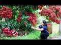 How to Harvest Lychee, Goes To The Market Sell - Harvesting and Cooking | Tieu Vy Daily Life