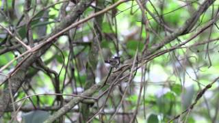 Marvellous Spatuletail - male displaying at lek