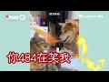 彰化黃金獵犬耍狗心機踩貓姐腳討打！下秒被喵掌巴臉 網友笑：屁孩xd｜狗狗｜阿金｜寵物｜golden retriever