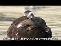 0806b①【カルガモ親子 雛とハクセキレイvsカワセミ】カラス毛引き。餌やり悲劇。カワセミの縄張り争い。襲う雛鳥。アオサギ飛翔。引っ越し失敗翌日　 身近な生き物語　 カルガモ親子　 ハクセキレイ