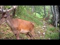 aspoň na chvíľu jeleň lesný cervus elaphus