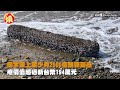 密集恐懼慎入！浮木上有無數蠕動觸手　稀有身分曝光「價值190萬」－全民話燒