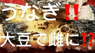 うなぎ‼️ 大豆がメス化に貢献⁉️ ライブver みんな大好きウナギの雌化が確立しました！昔から分かっていることに似てるところからでした！