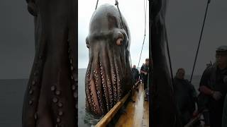 Oh My God! Giant Octopus Returns to the Ocean | Unbelievable Scene Caught on Camera!\