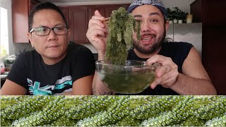 EATING SEA GRAPES FOR THE FIRST TIME