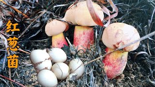 Today, I picked wild mushrooms and found a treasure, a nest of wild eggs, really enjoyable