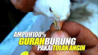 KONTROVERSI Gurah Burung Pakai TOLAK ANGIN Bikin KENARI Suara Jernih