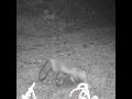 Red Fox Digging up Mice ! #Fox Trapping #Prebaiting #Testing Bait