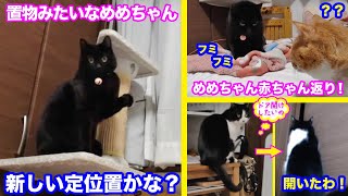 ＜2匹の猫通信＞「ほっこりライブ」めめちゃん置物みたいに可愛いね！甘えん坊マックとドア開けハッチ！2020 01 23- Cat Live Stream in Japan - Cat Life TV